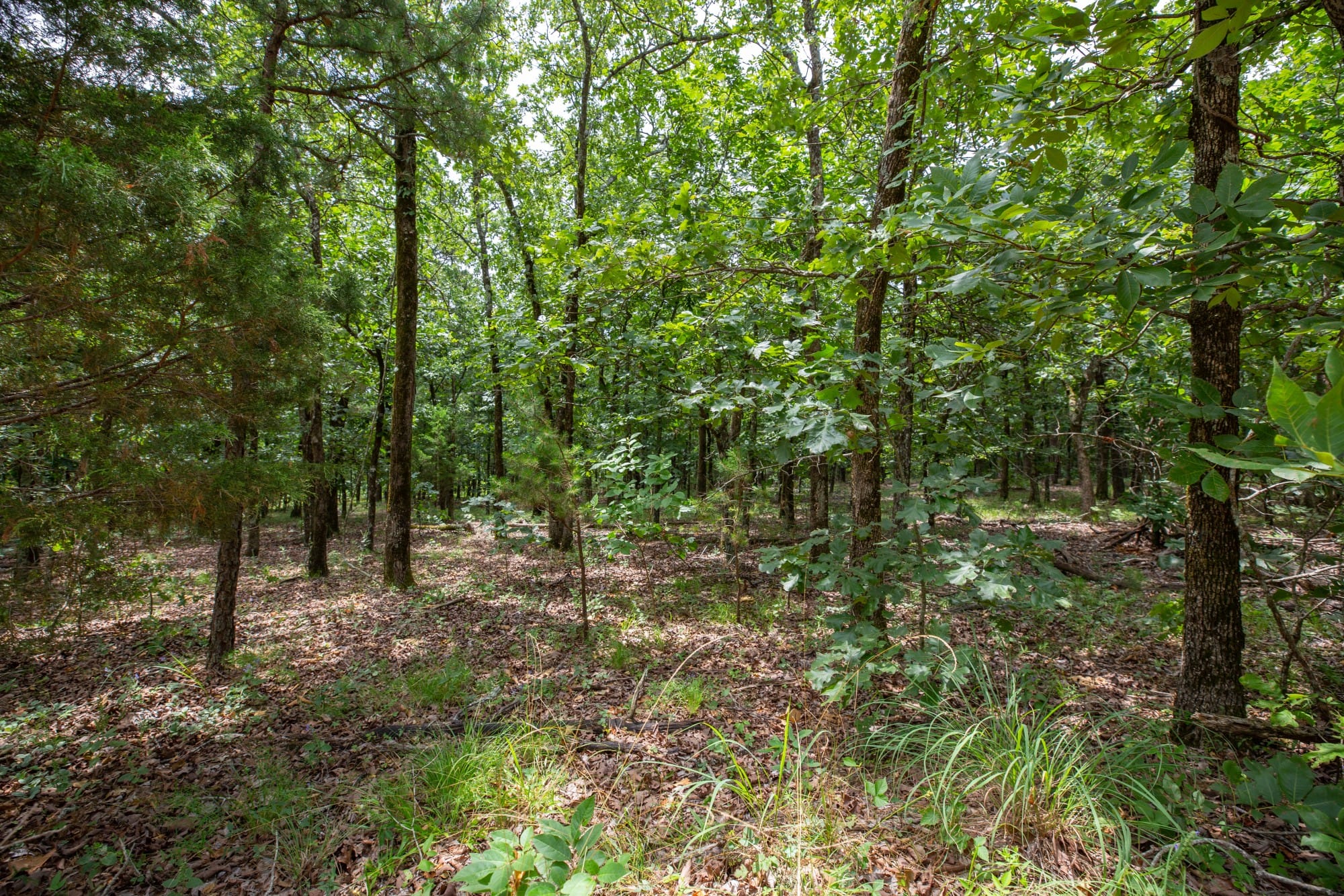 Eagle’s Nest Tract 62 photo 4