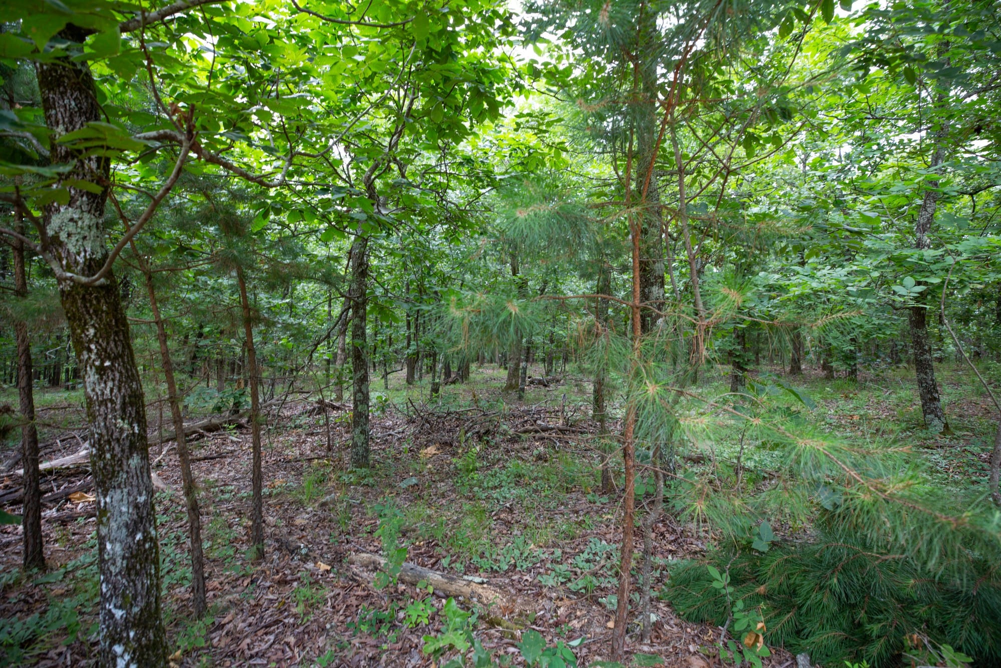 Eagle’s Nest Tract 62 photo 6