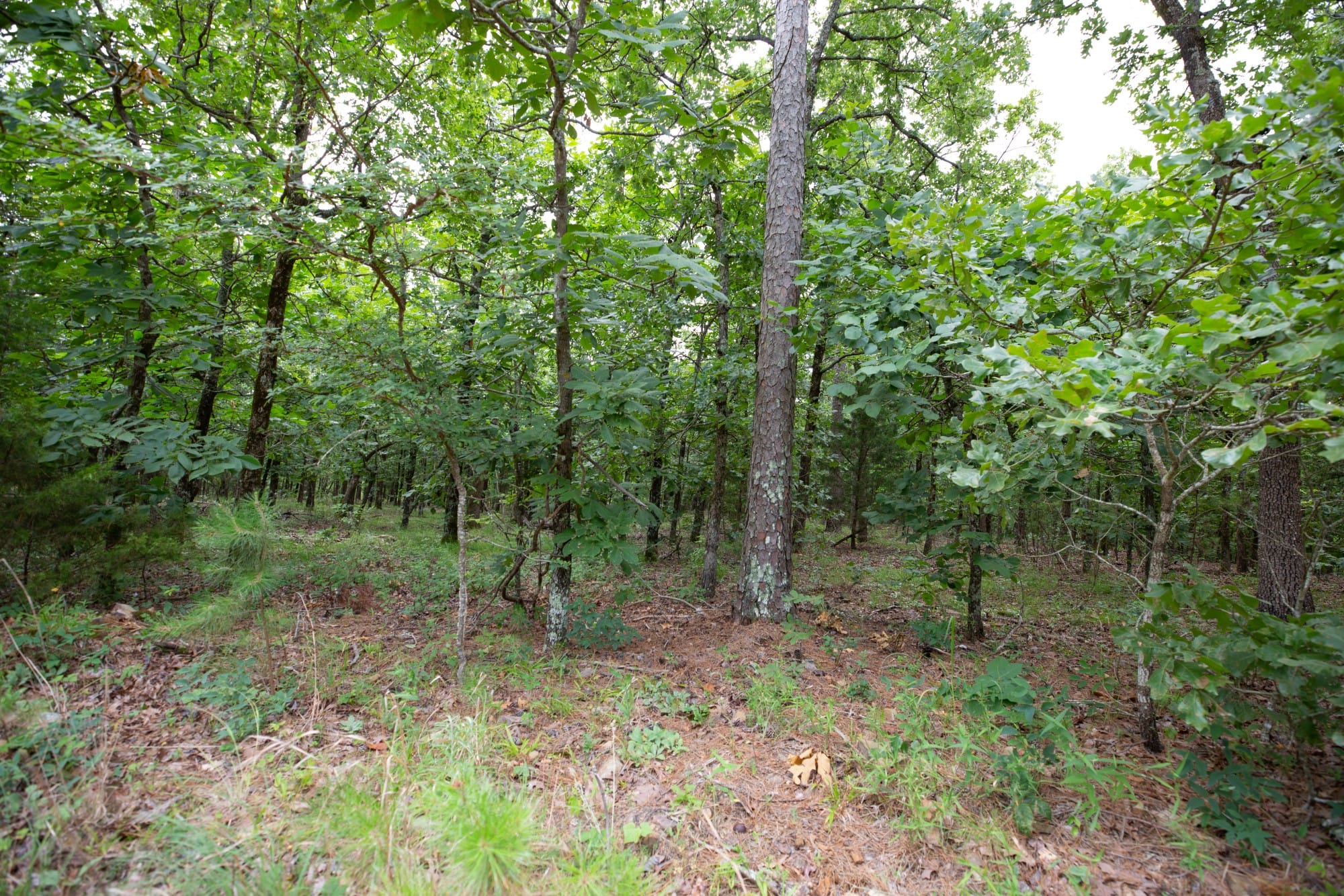 Eagle’s Nest Tract 62 photo 7