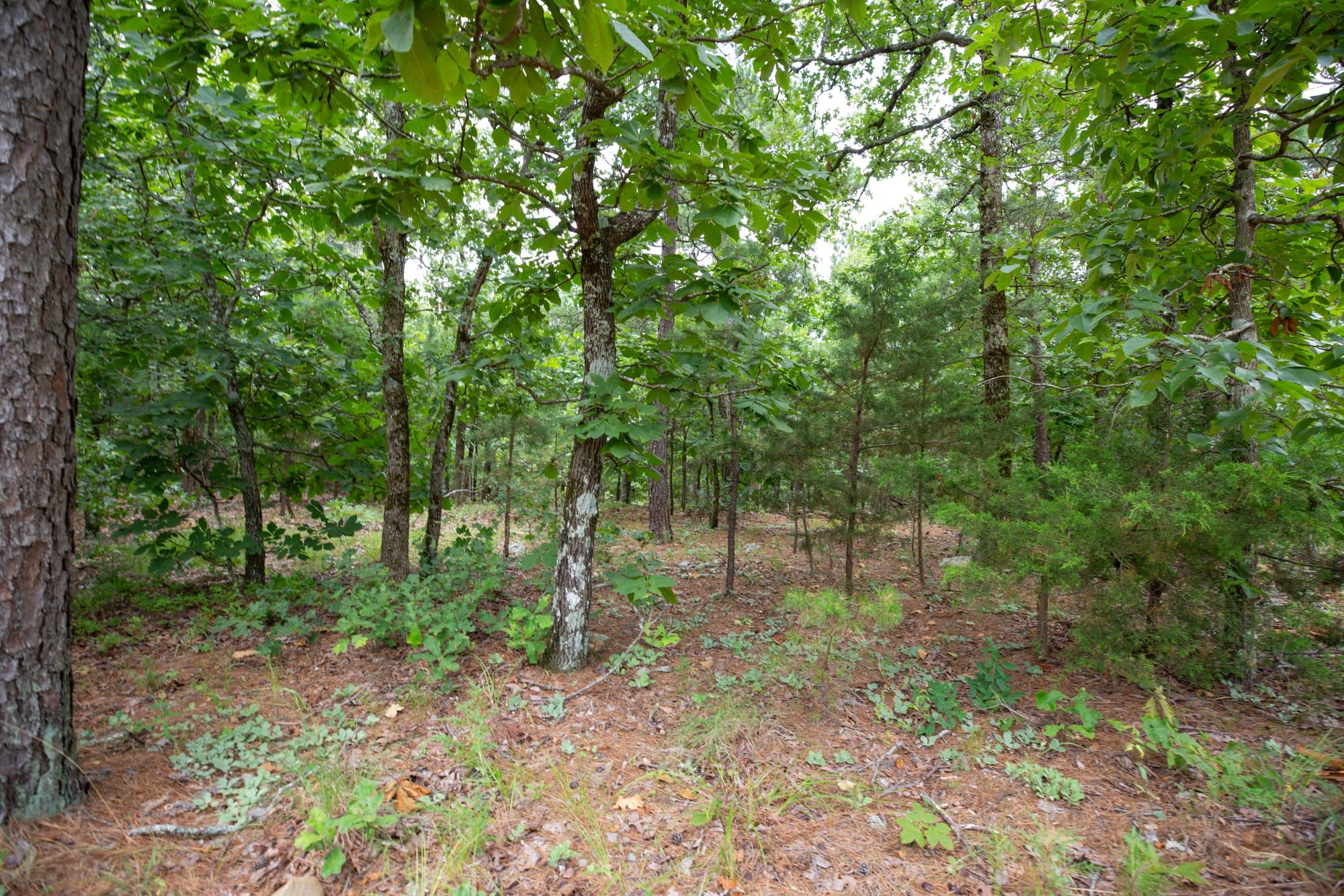 Eagle’s Nest Tract 62 photo 8