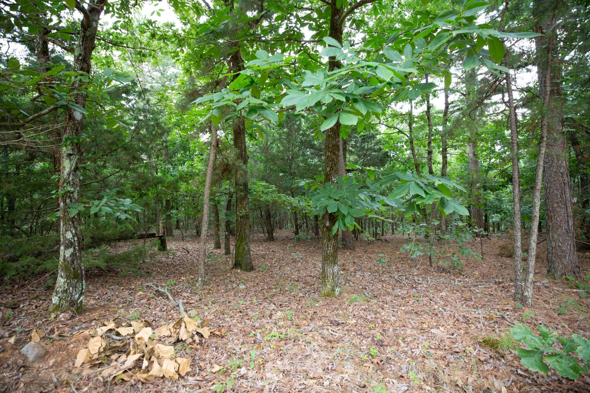 Eagle’s Nest Tract 62 photo 11