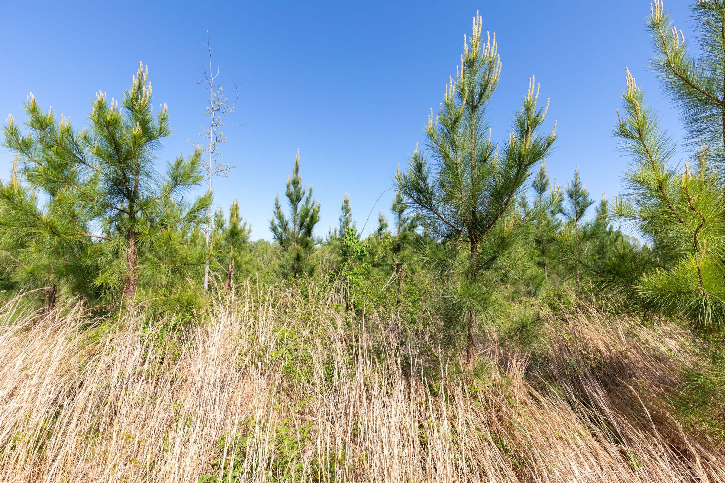 Clear Wood Tract 24 photo 3