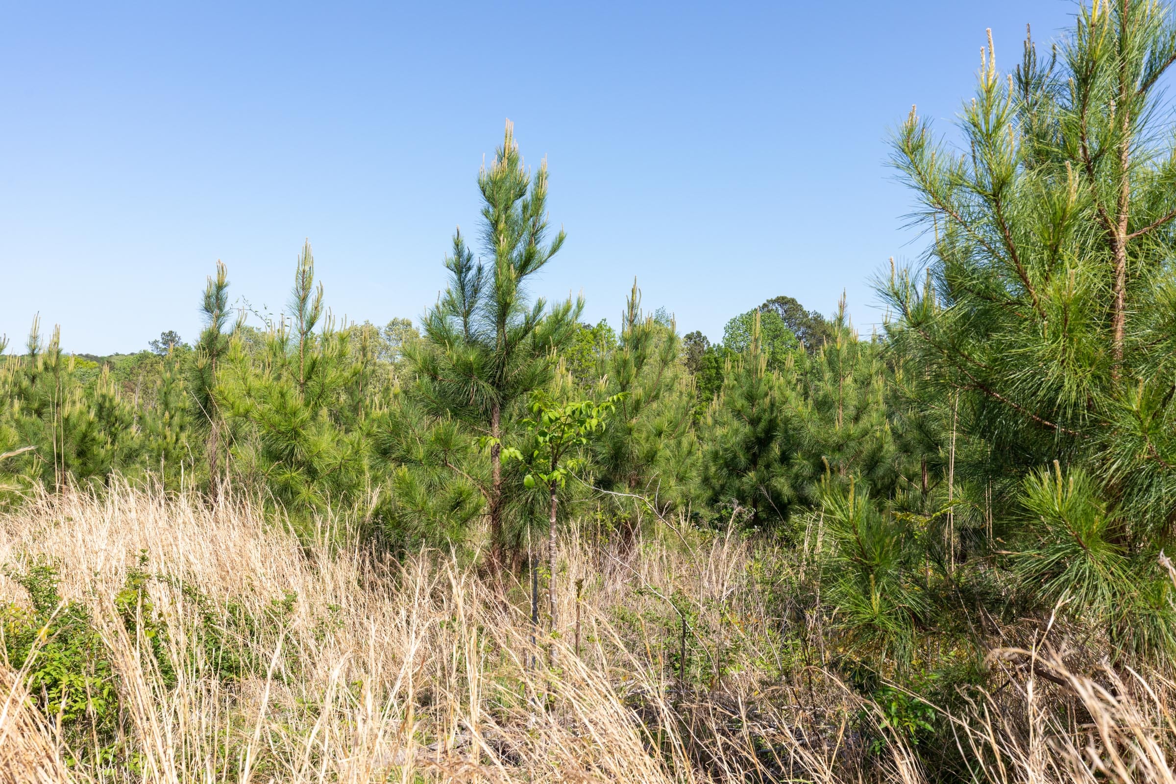 Clear Wood Tract 24 photo 5