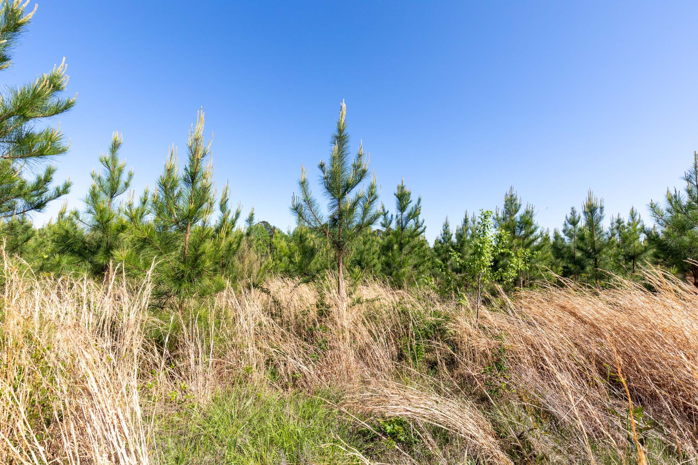 Clear Wood Tract 24 photo 6