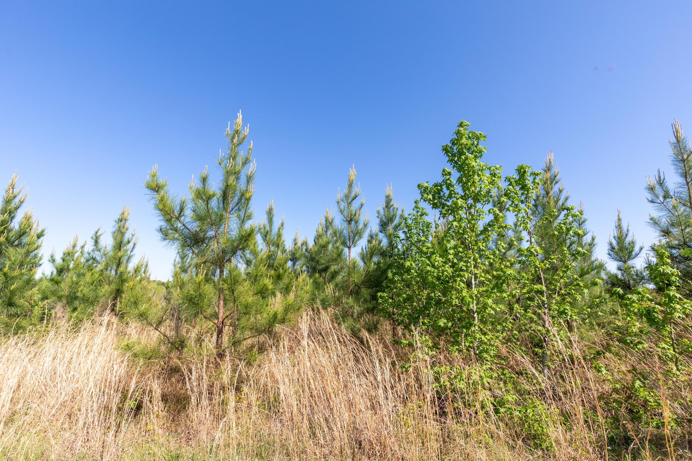 Clear Wood Tract 24 photo 9