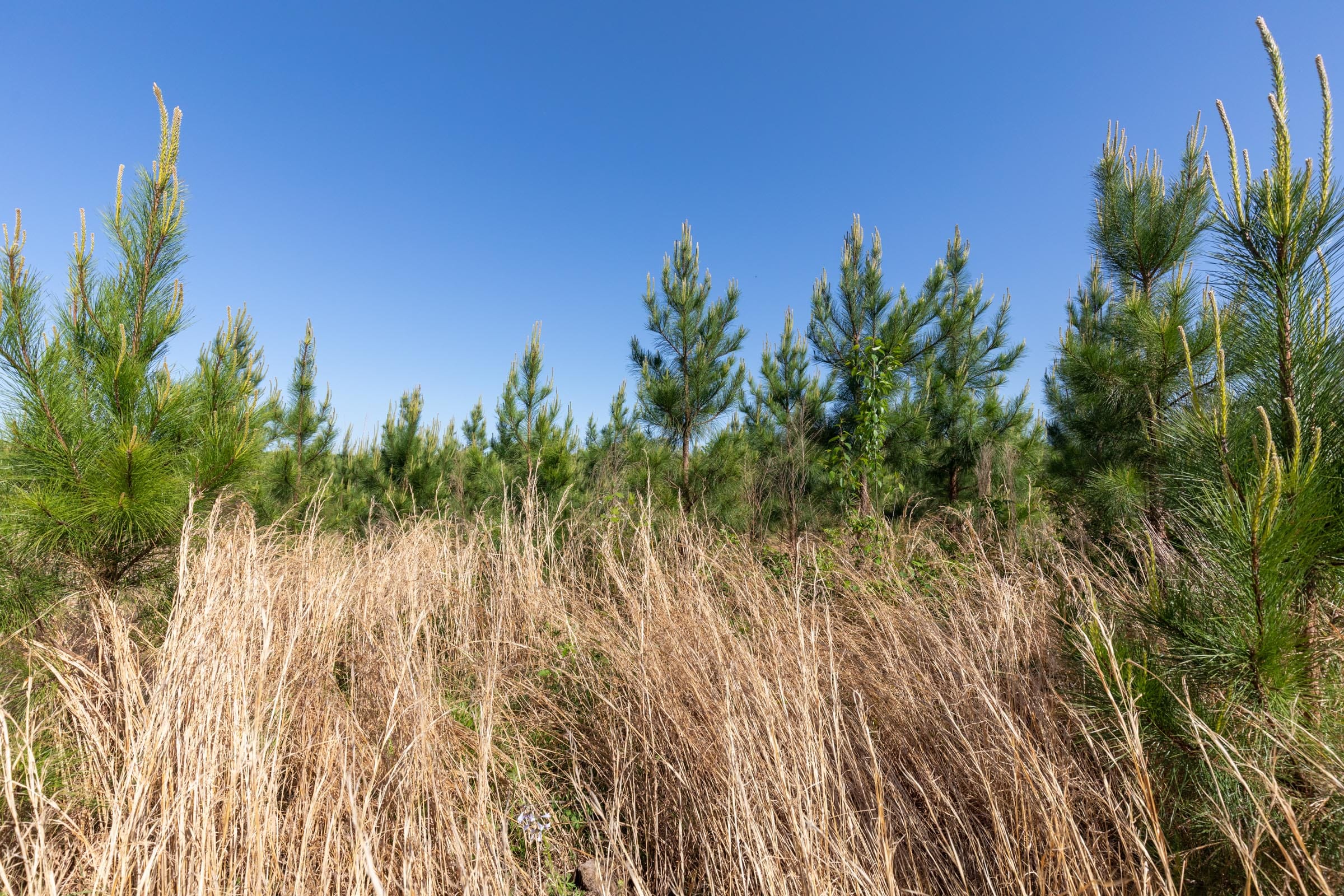 Clear Wood Tract 24 photo 10
