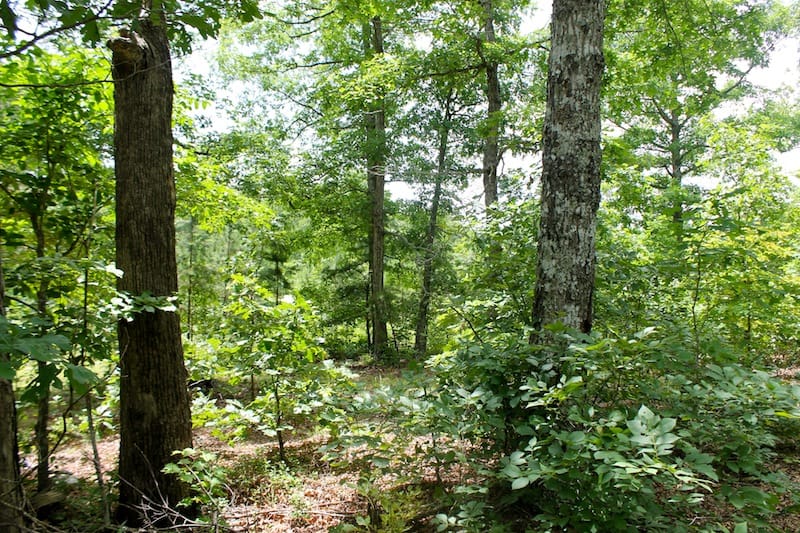 Green Mountain Ranch Tract 44 photo 2
