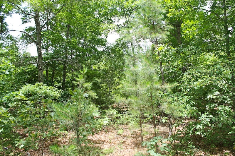 Green Mountain Ranch Tract 44 photo 4
