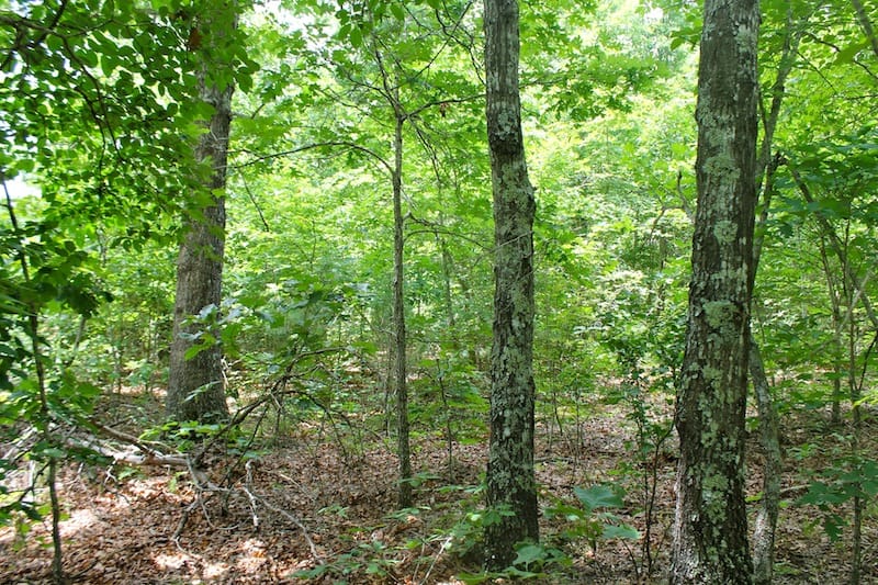 Green Mountain Ranch Tract 44 photo 5