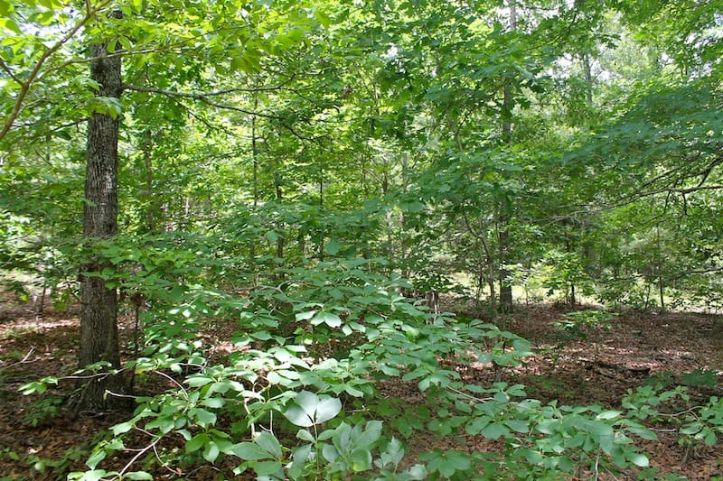 Green Mountain Ranch Tract 44 photo 6