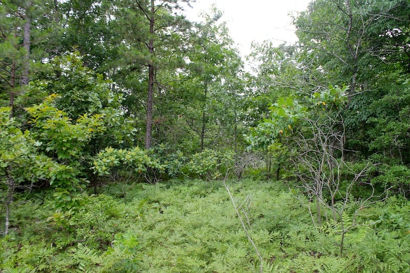 Green Mountain Ranch Tract 44 photo 9