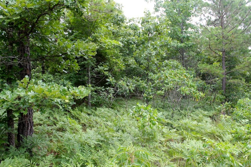 Green Mountain Ranch Tract 44 photo 10