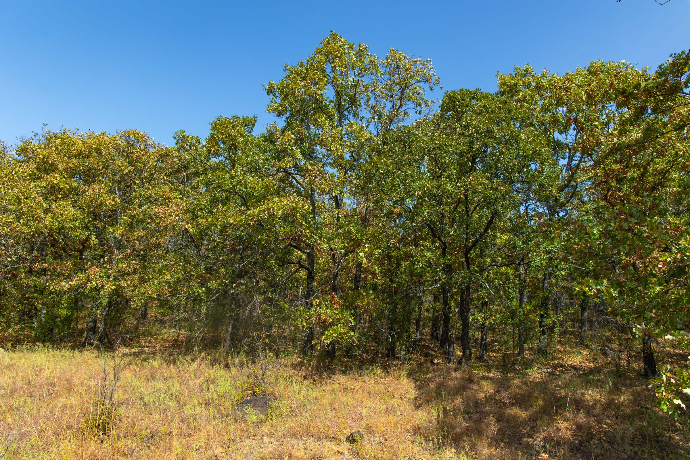 Gracyn Meadows Tract 20 photo 7