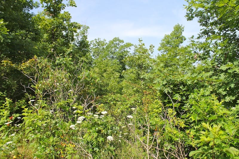 Green Mountain Ranch Tract 17 photo 3