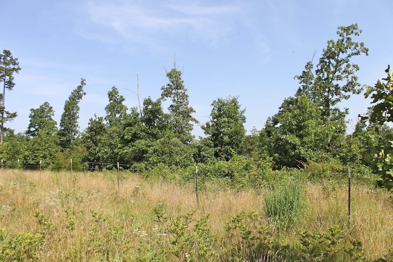 Green Mountain Ranch Tract 17 photo 6