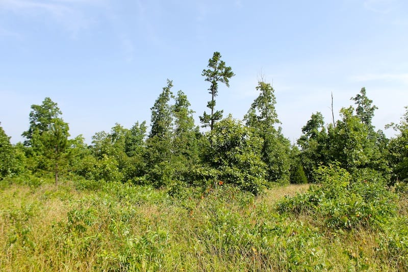 Green Mountain Ranch Tract 17 photo 10