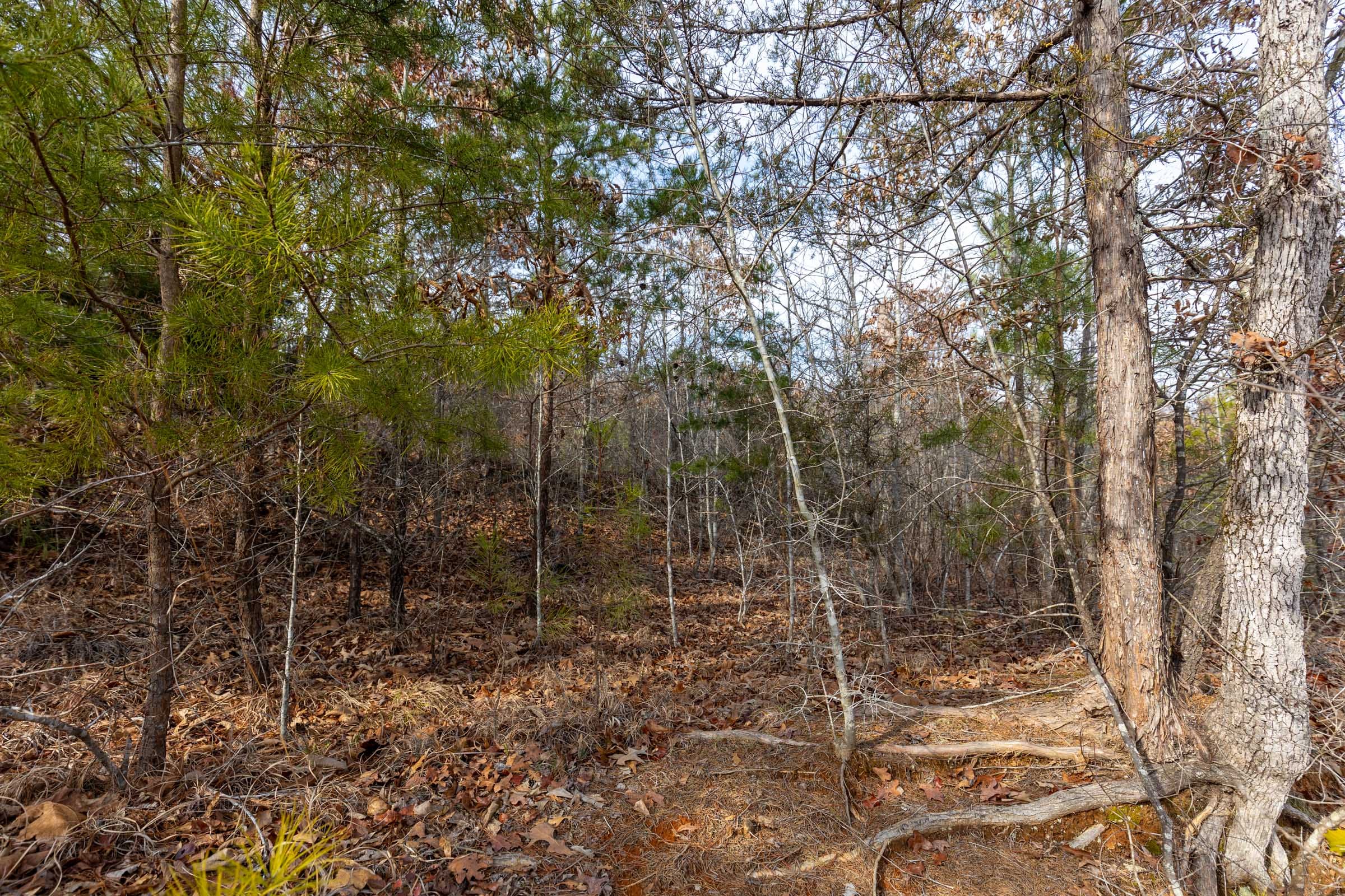 Baker Creek Tract 7 photo 7
