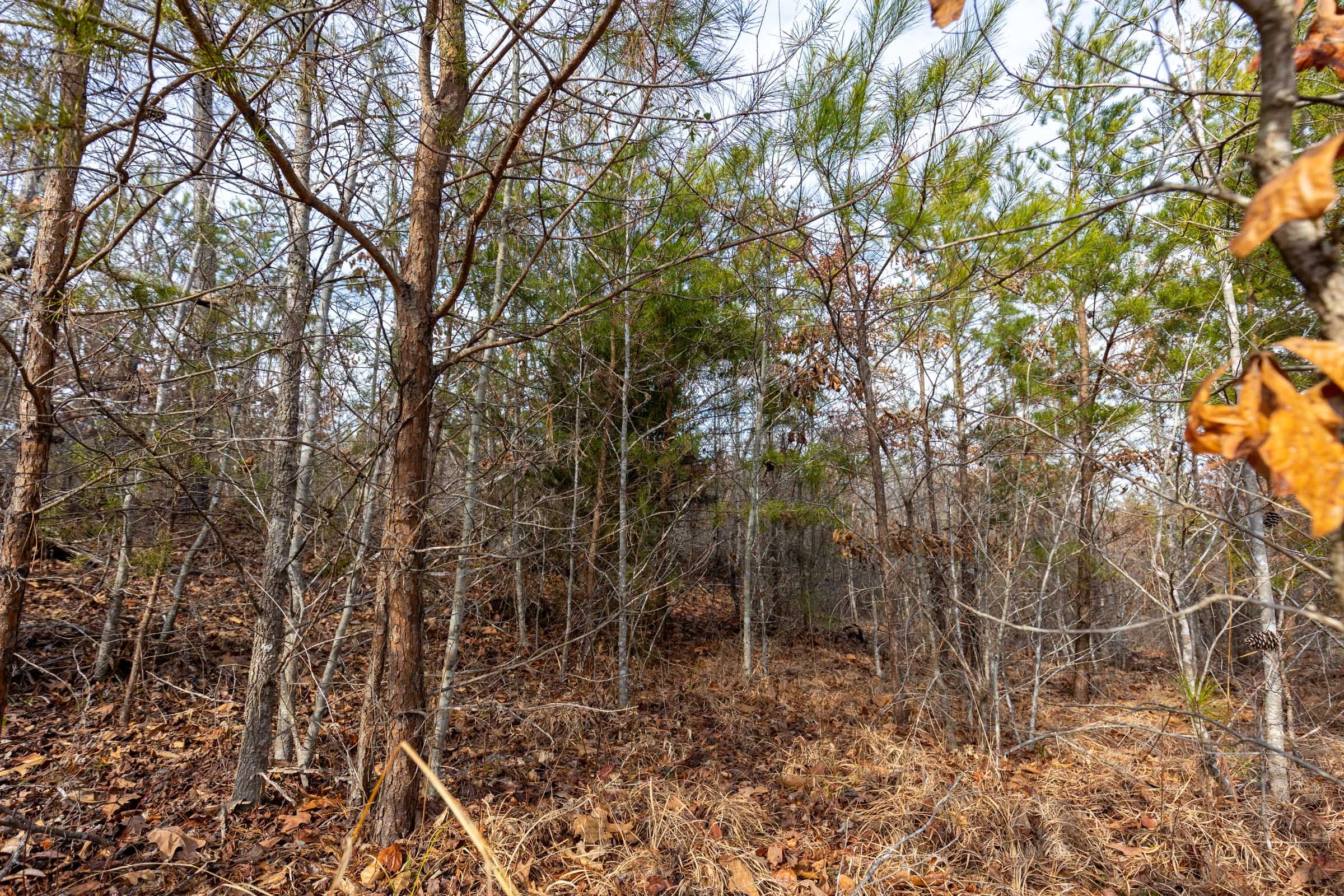 Baker Creek Tract 7 photo 5