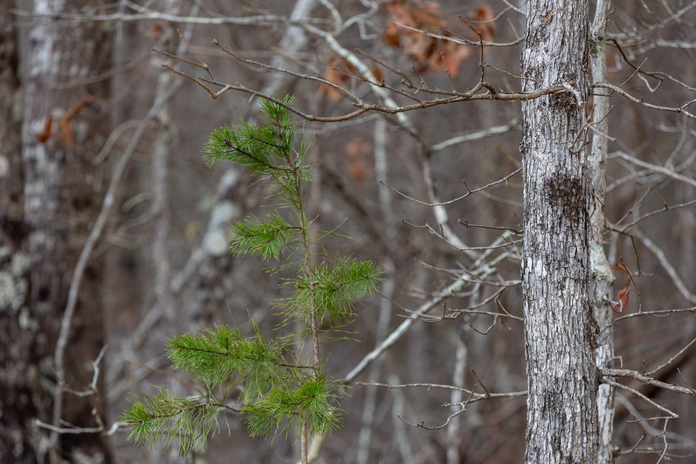 Baker Creek Tract 7 photo 3