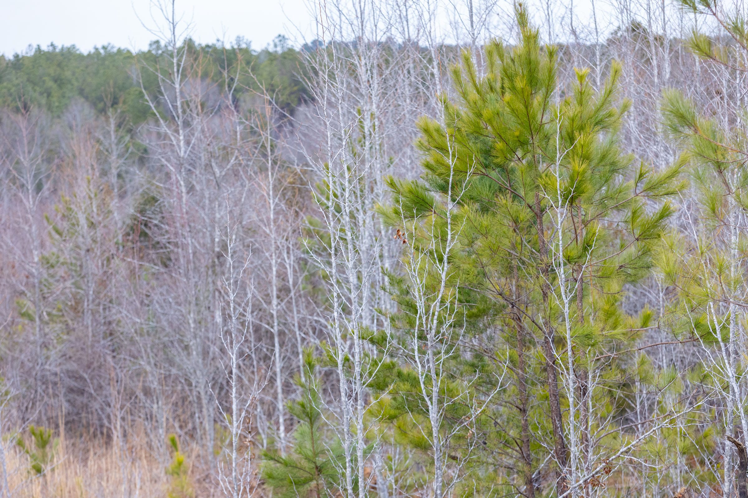 Baker Creek Tract 7 photo 2