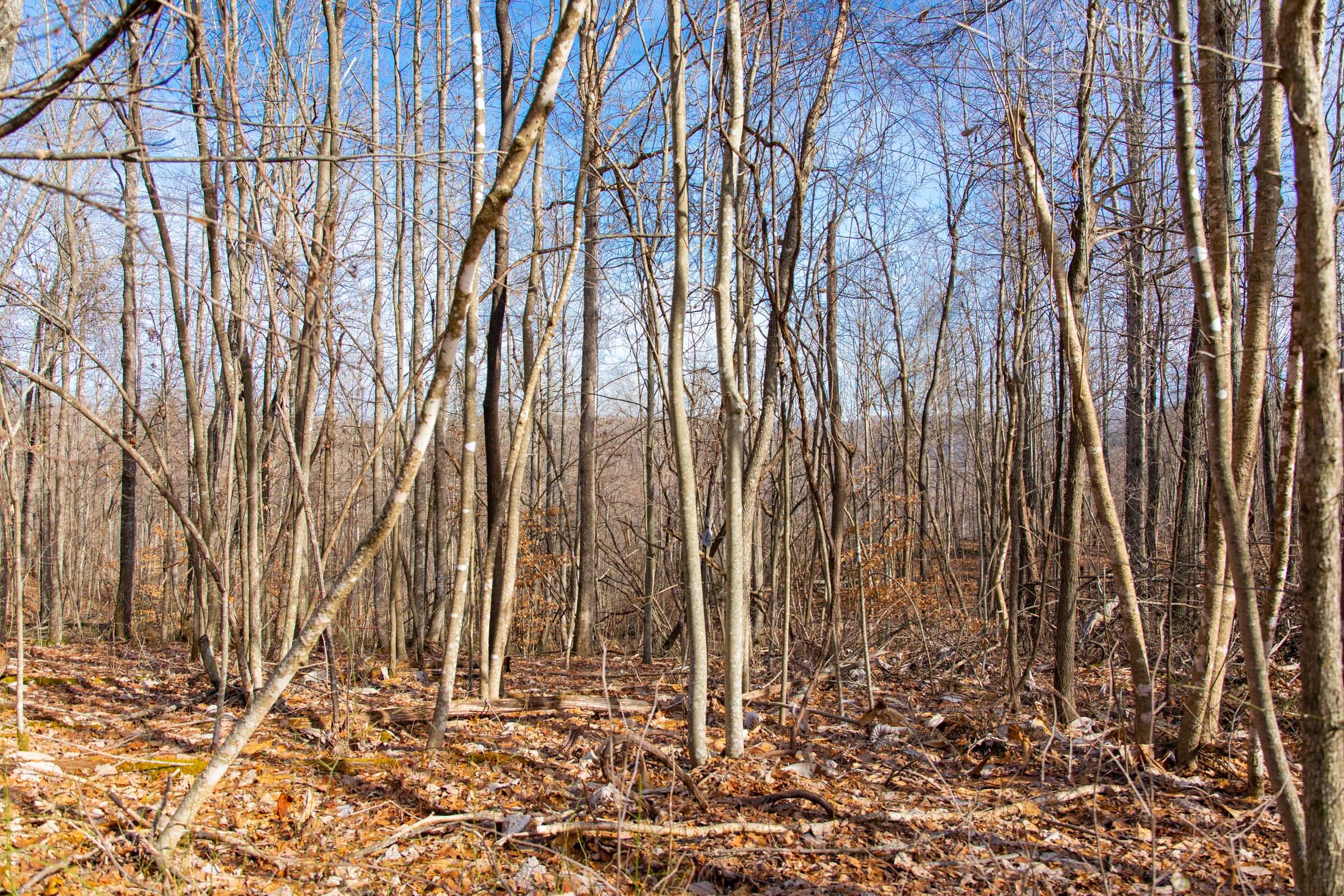 Blackstone Mountain Phase I Tract 31 photo 7