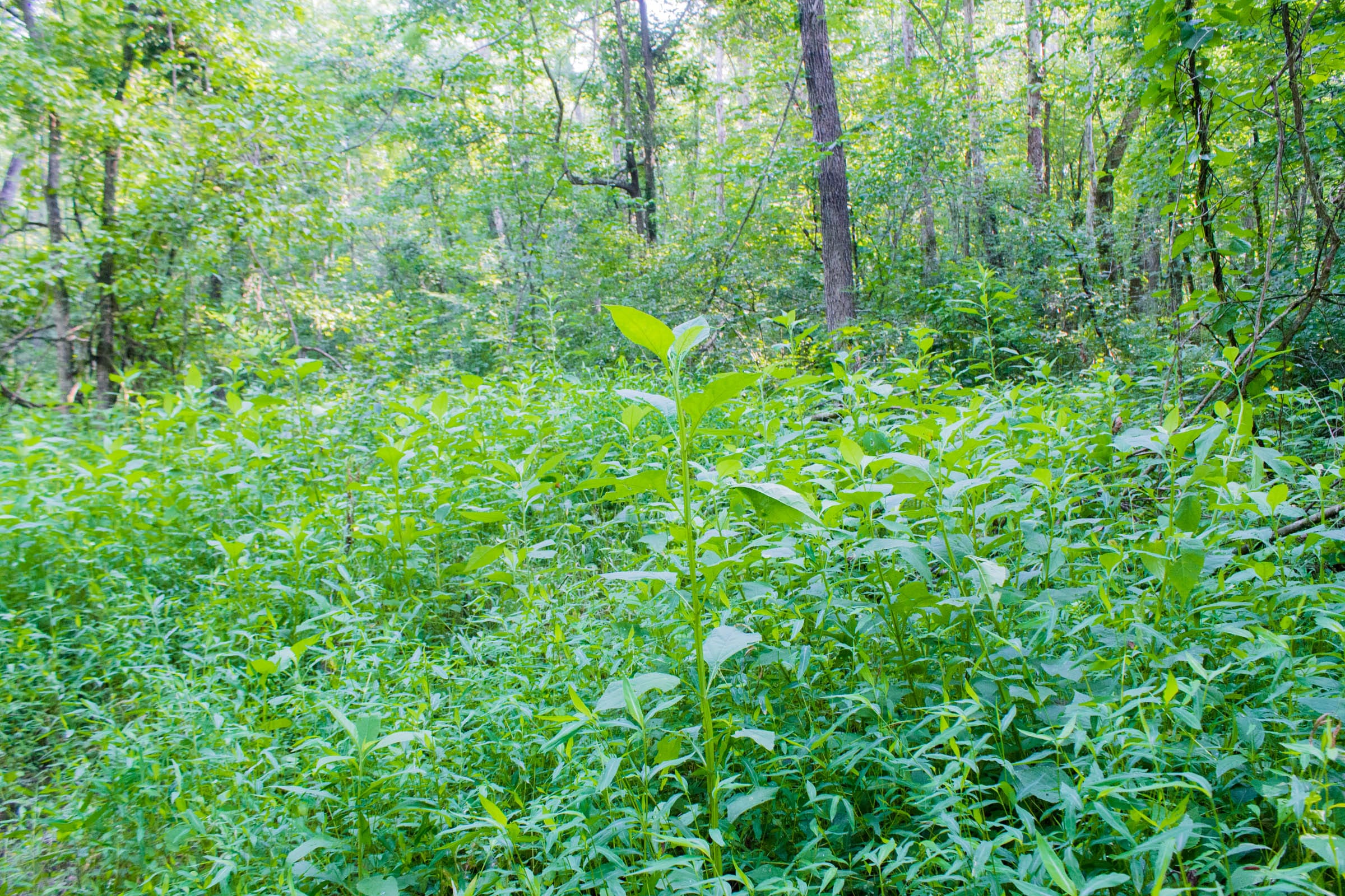 Bluewater Ridge Tract 30 photo 1