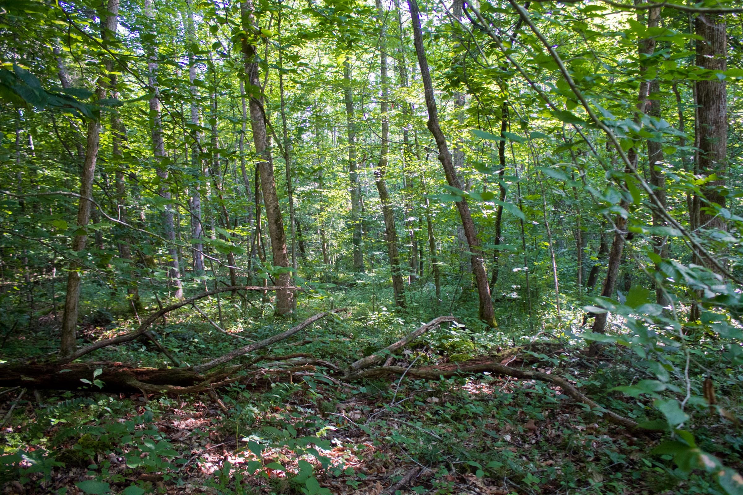 Bluewater Ridge Tract 30 photo 3