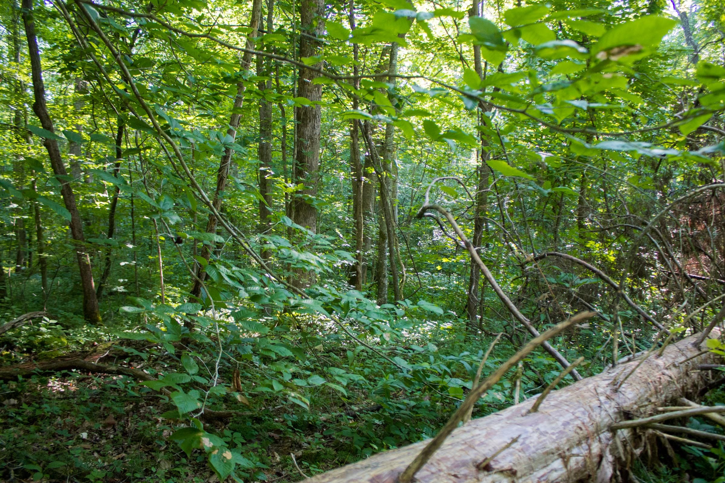 Bluewater Ridge Tract 30 photo 4