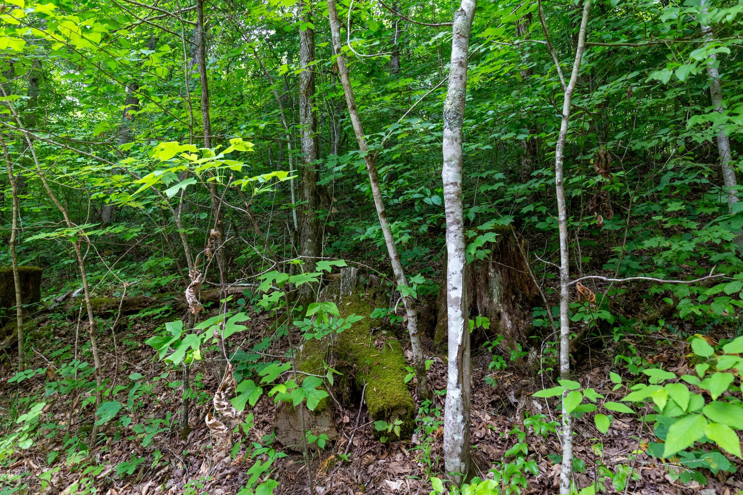 Tucker Hollow Tract 12 photo 3