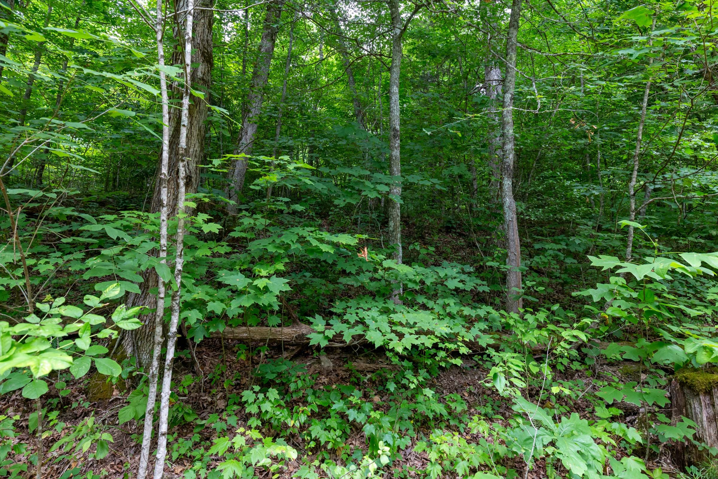 Tucker Hollow Tract 12 photo 1