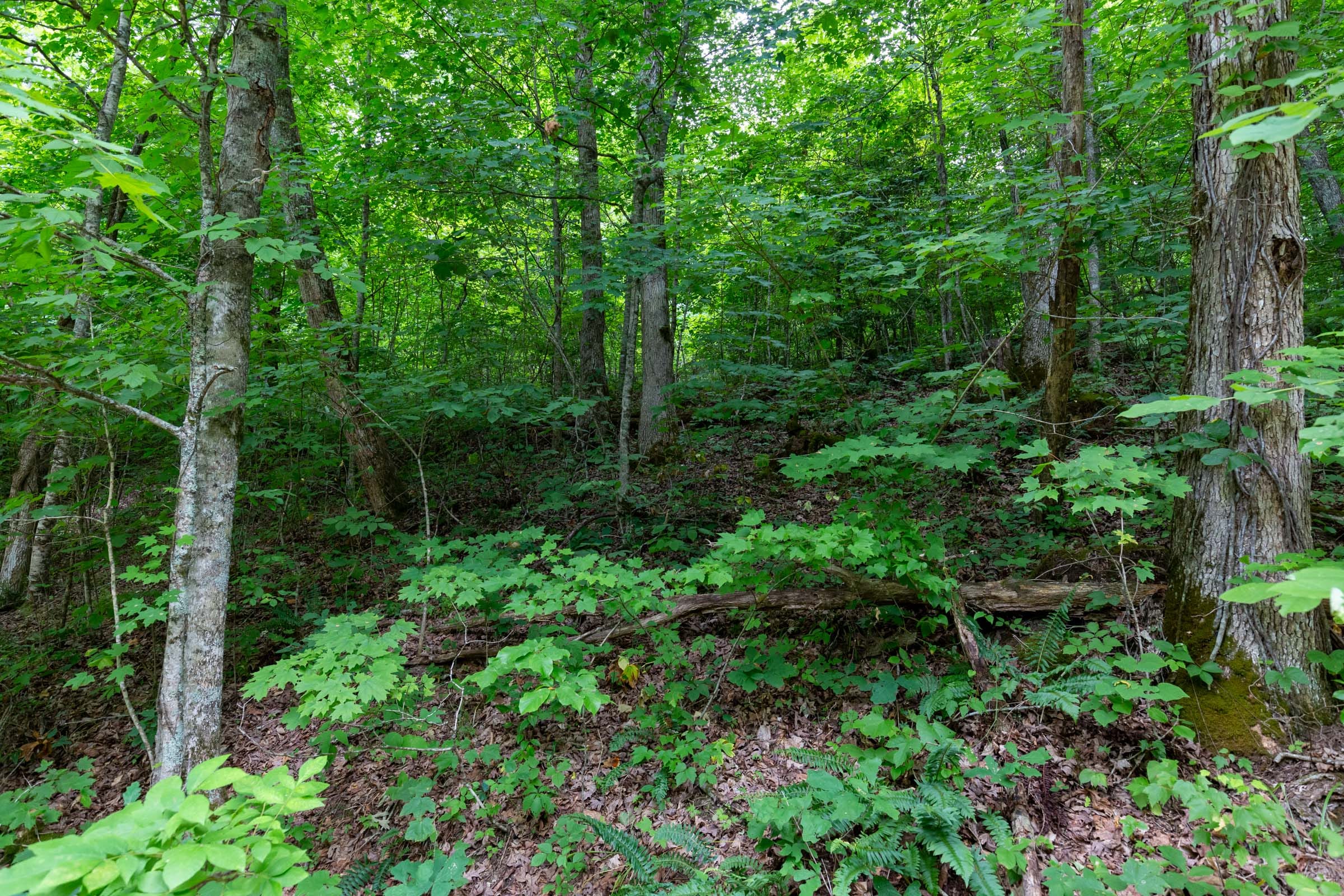 Tucker Hollow Tract 12 photo 4
