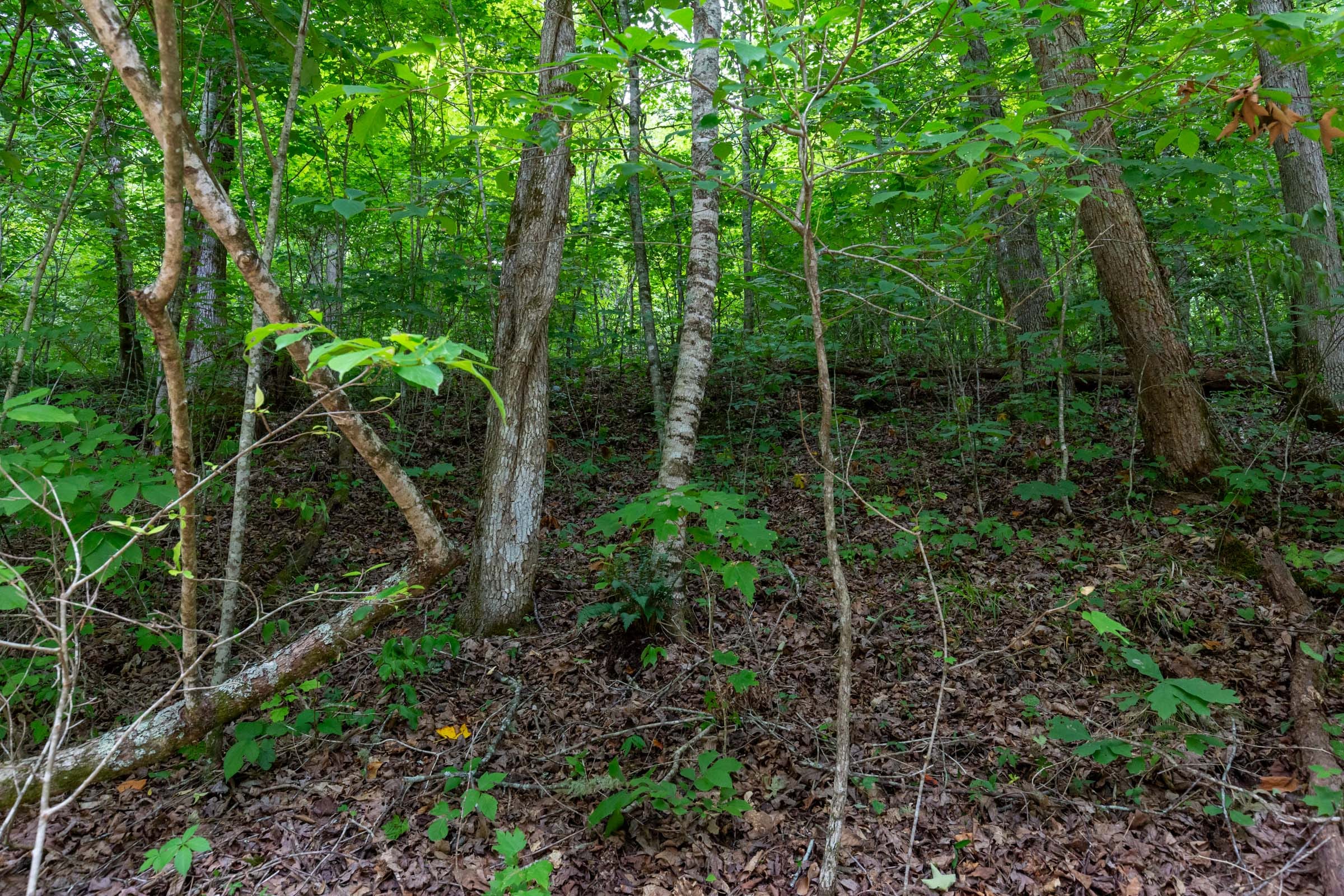 Tucker Hollow Tract 12 photo 5