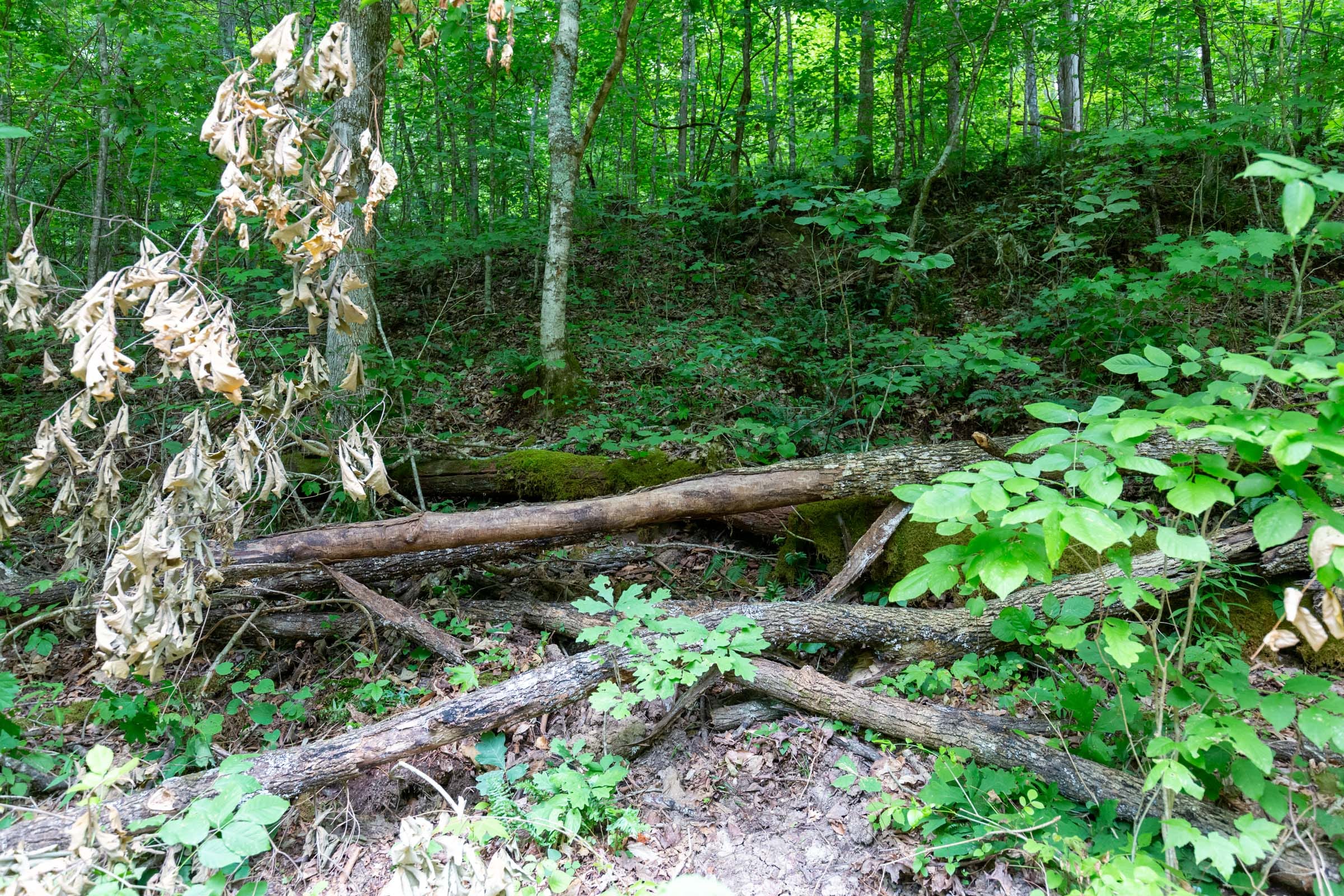 Tucker Hollow Tract 12 photo 7