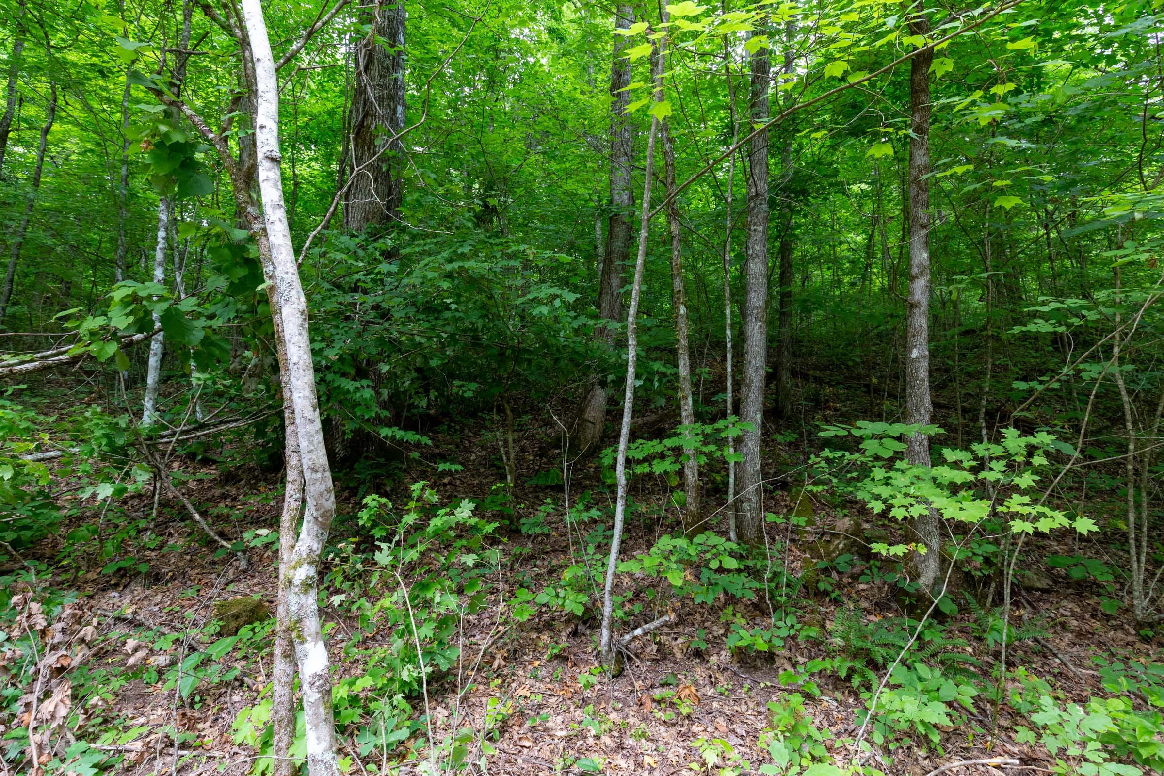 Tucker Hollow Tract 12 photo 9