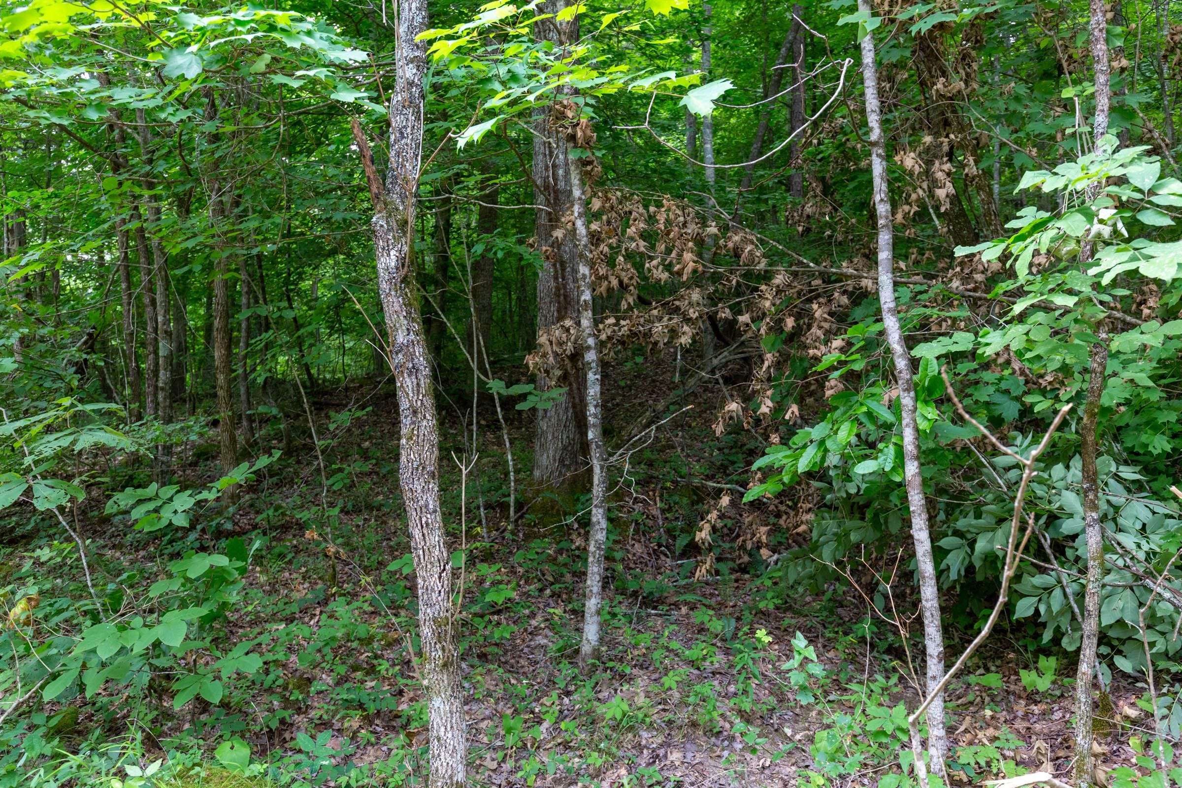 Tucker Hollow Tract 12 photo 10