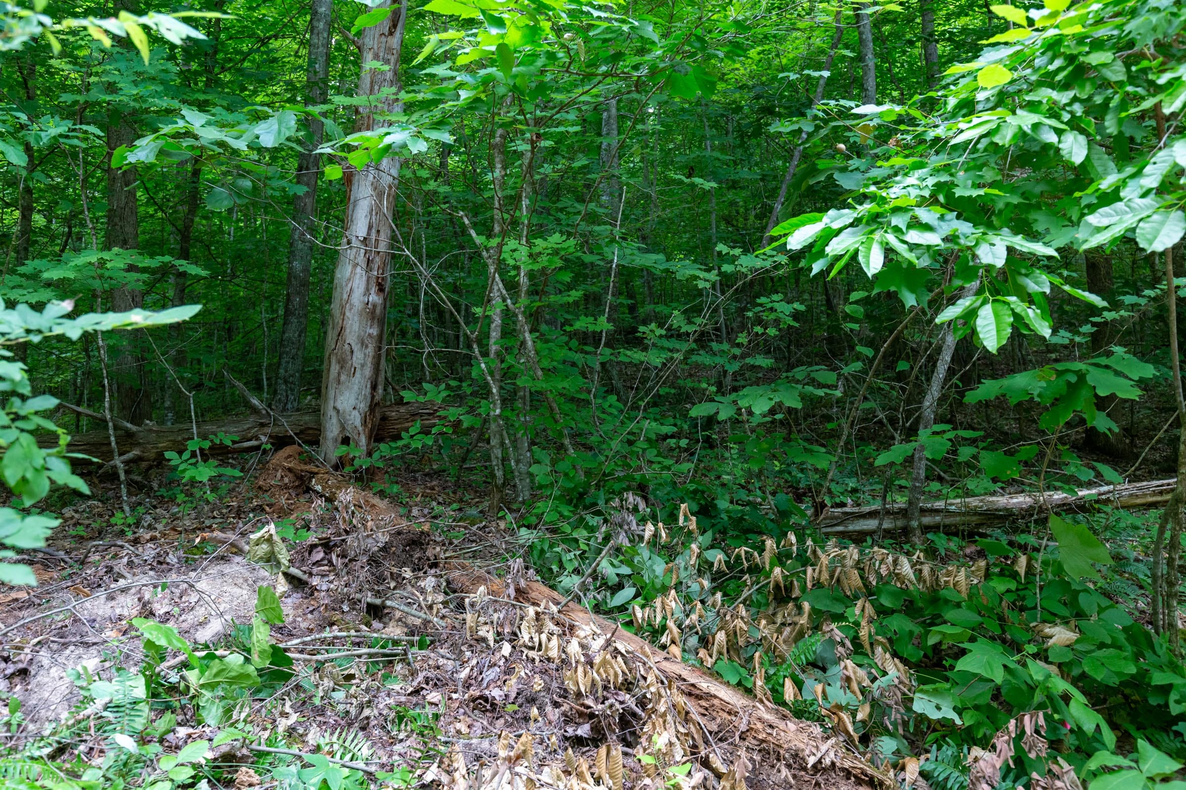 Tucker Hollow Tract 12 photo 11