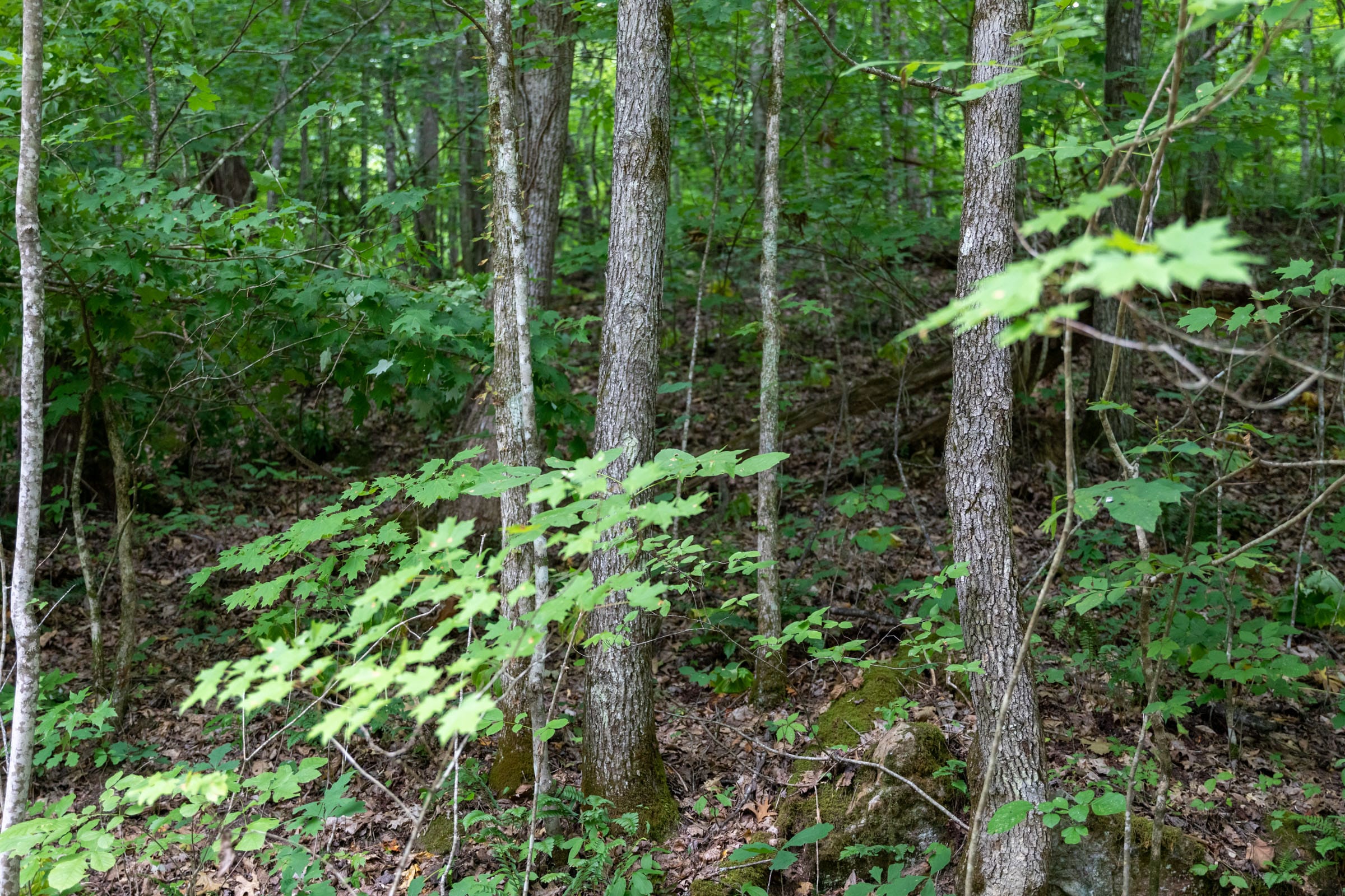 Tucker Hollow Tract 12 photo 14