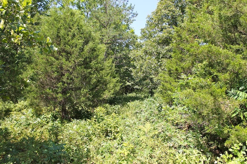 Green Mountain Ranch Tract 34 photo 3