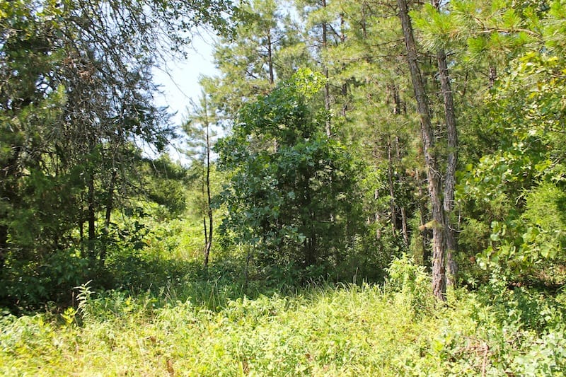 Green Mountain Ranch Tract 34 photo 4