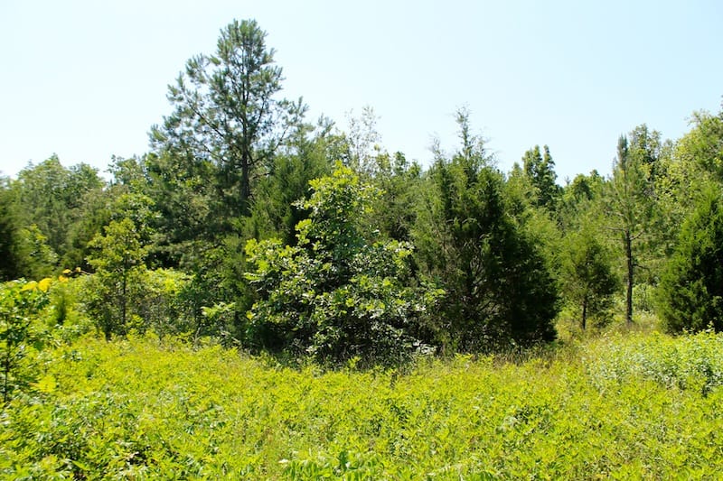 Green Mountain Ranch Tract 34 photo 5