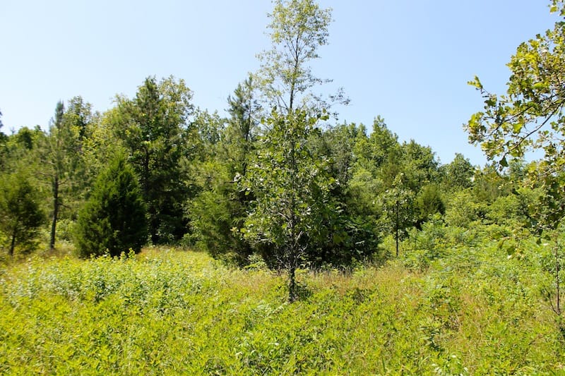 Green Mountain Ranch Tract 34 photo 6