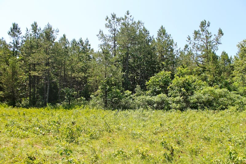Green Mountain Ranch Tract 34 photo 10