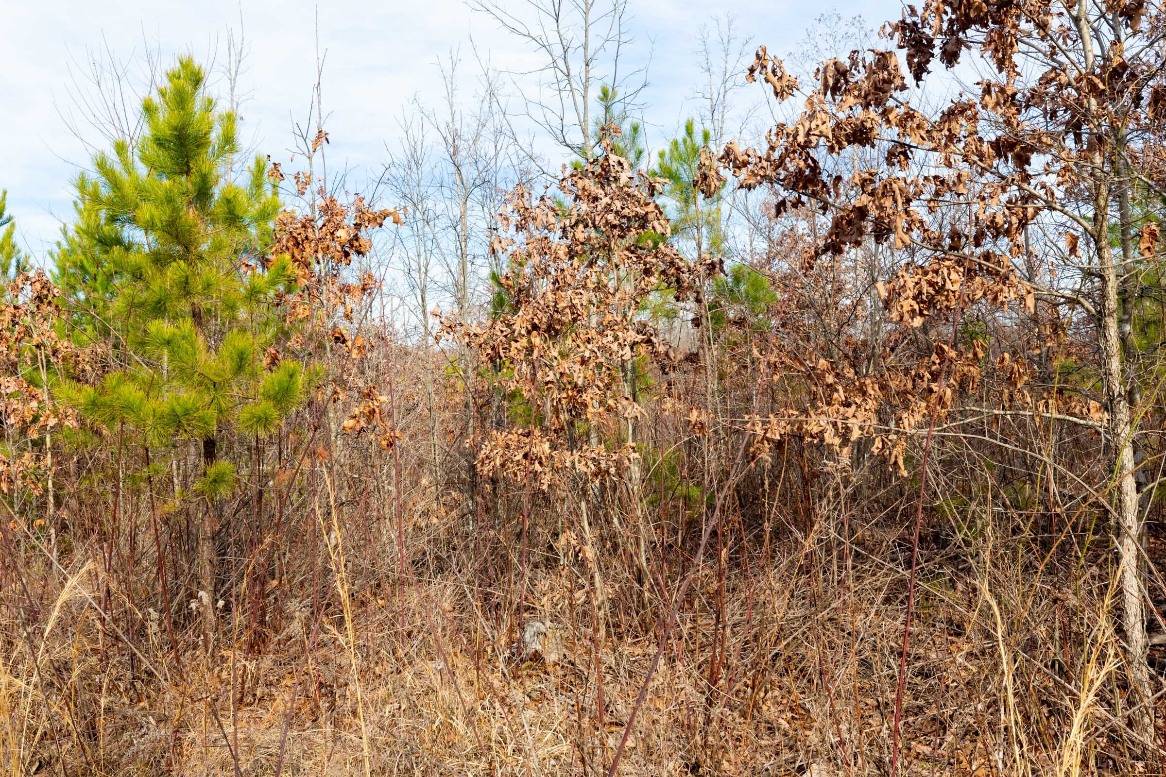 Windy Ridge Tract 4 photo 3