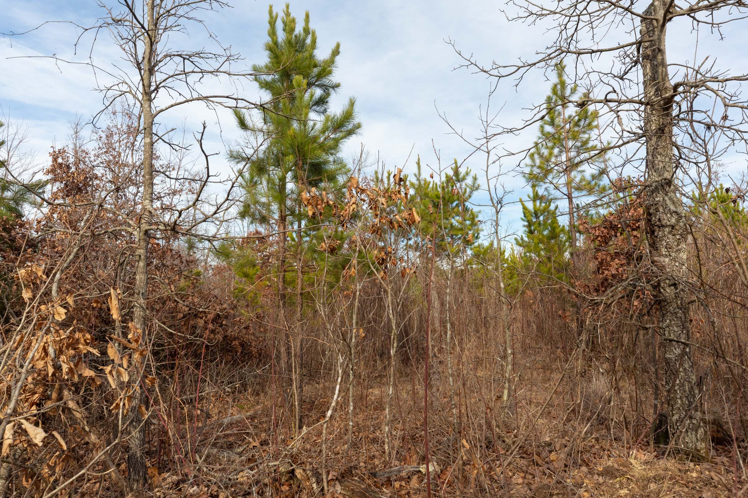 Windy Ridge Tract 4 photo 4