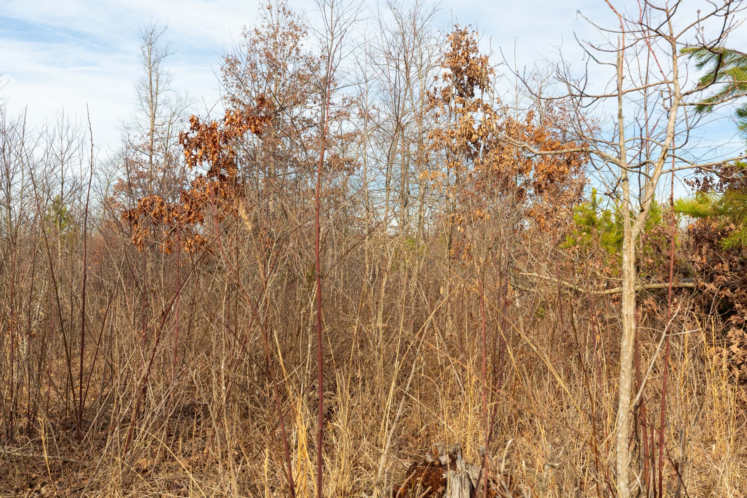 Windy Ridge Tract 4 photo 7