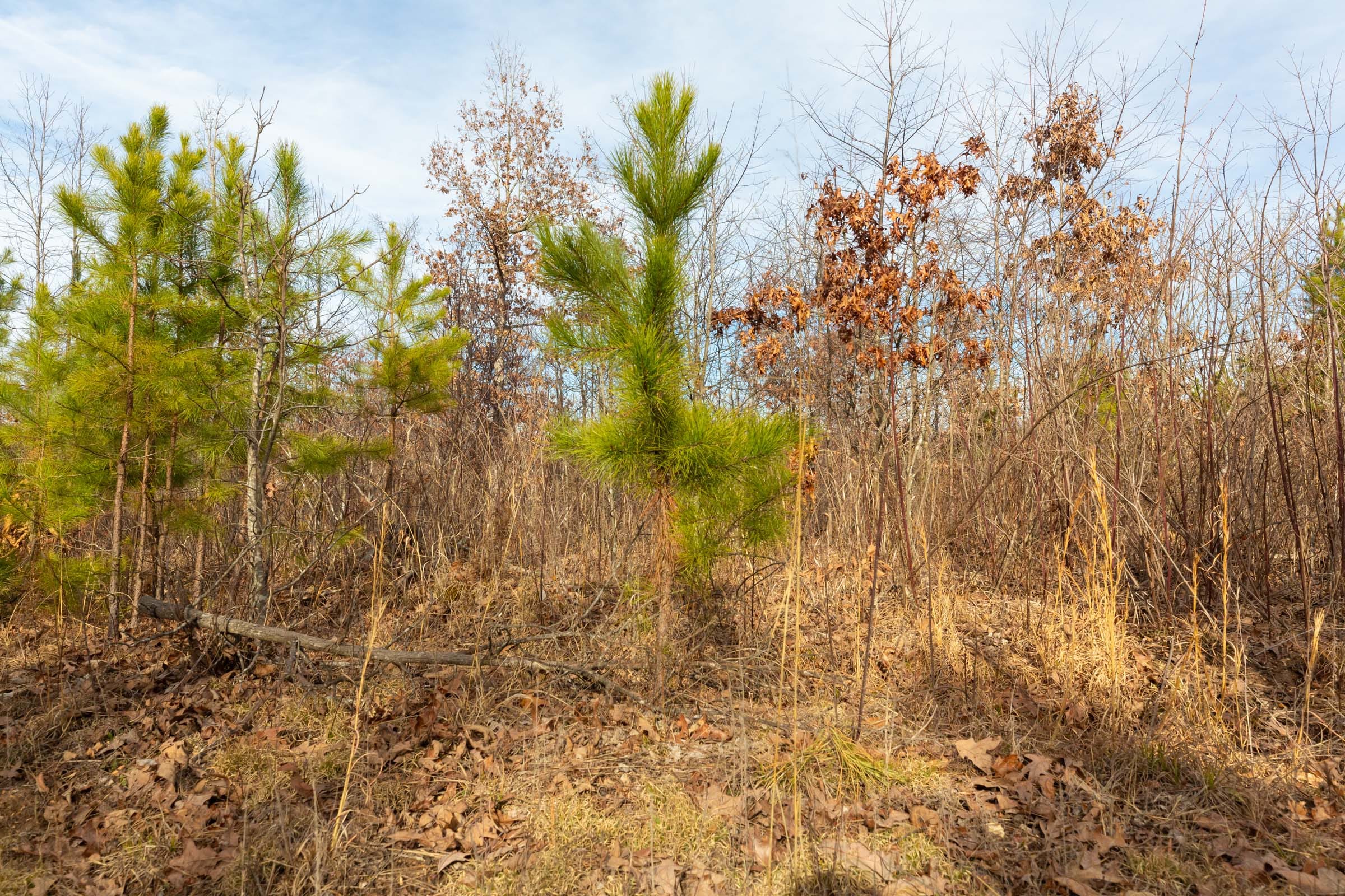 Windy Ridge Tract 4 photo 6