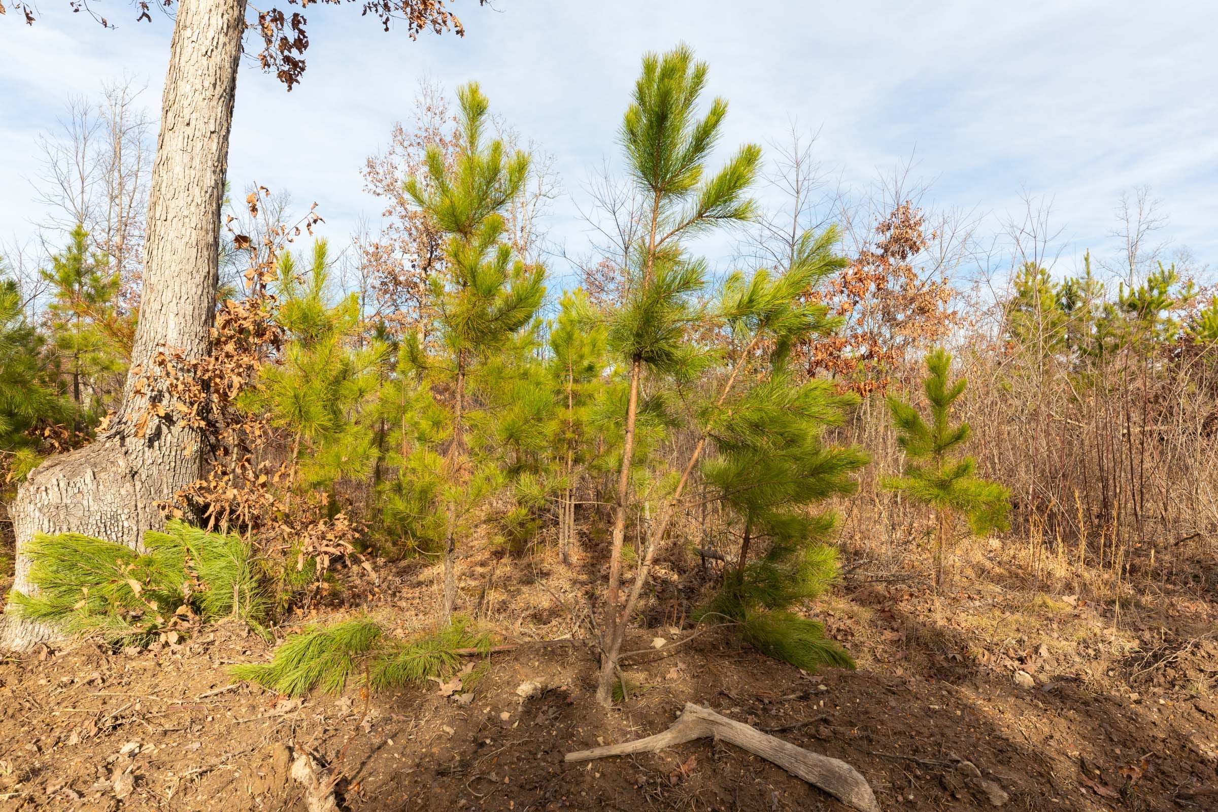 Windy Ridge Tract 4 photo 9