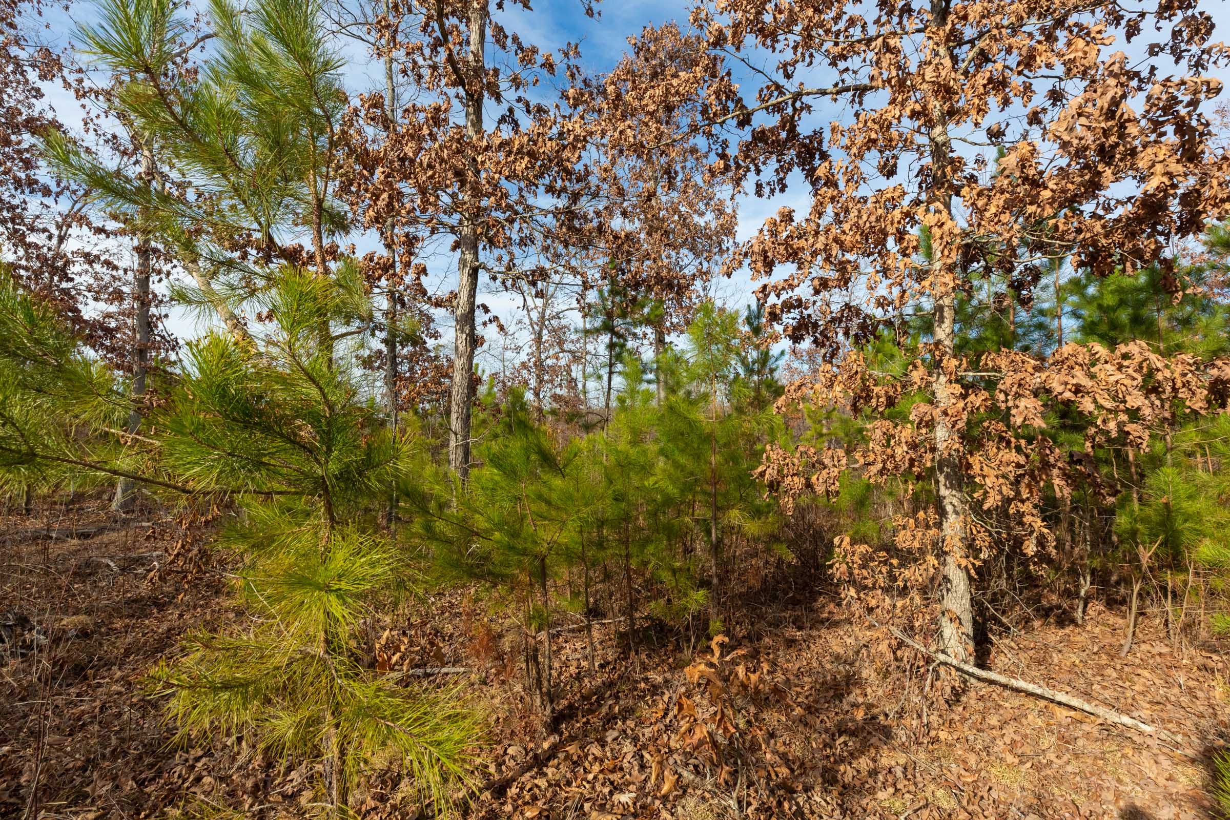 Windy Ridge Tract 4 photo 8