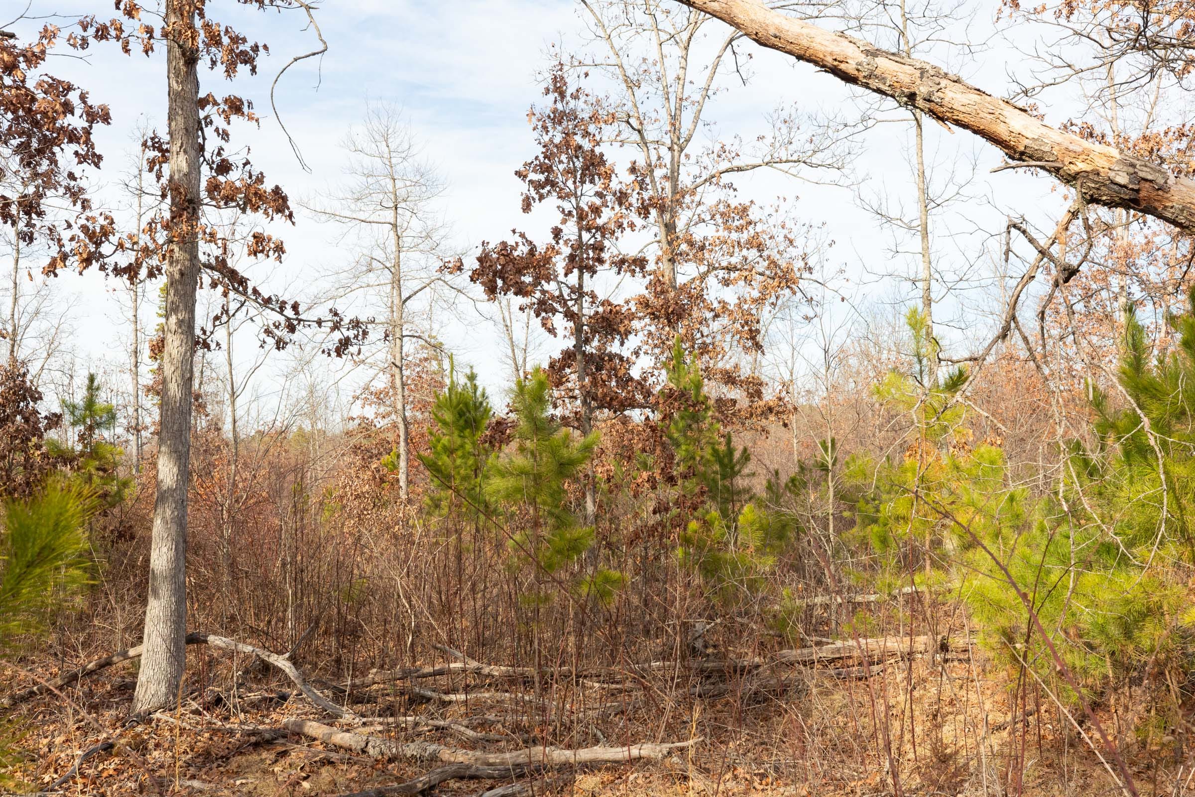 Windy Ridge Tract 4 photo 11