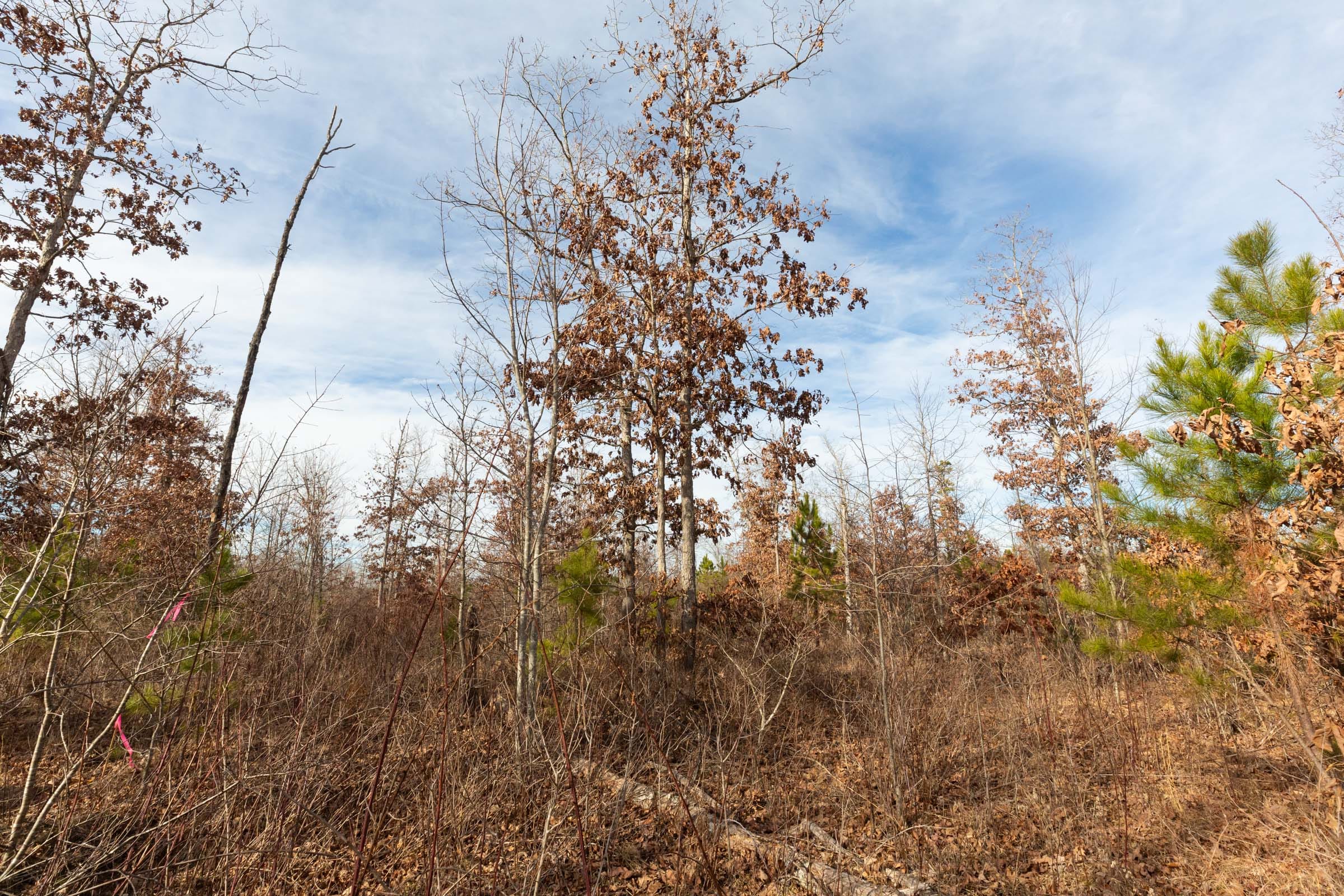 Windy Ridge Tract 4 photo 12